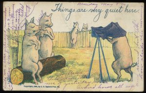 Things are very quiet here. Pig photographing pigs. 1906 J.S. Ogilvie. UDB