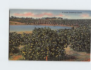 Postcard A Large Grapefruit Grove, Florida