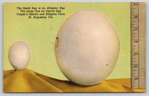 St Augustine Florida~Caspers Farm~Alligator & Ostrich Egg~Linen 1940s Postcard