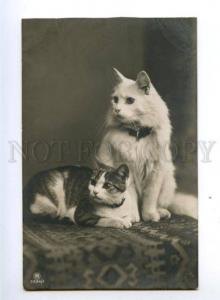 3149044 Lovely PUSSY CAT White Vintage PHOTO PC