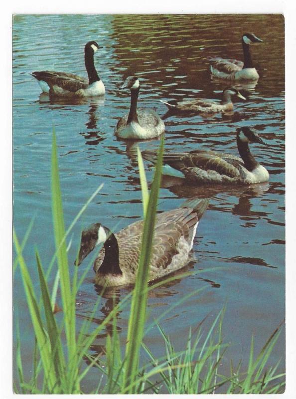 Canadian Geese Winterthur Museum Gardens Wilmington DE PC