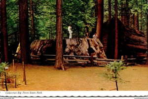 California Calaveras Big Trees State Park Big Stump Is 24 Feet In Diameter