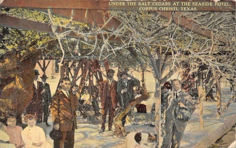 CORPUS CHRISTI, TX Texas MEN Under SALT CEDARS TREES~SEASIDE HOTEL 1916 Postcard 