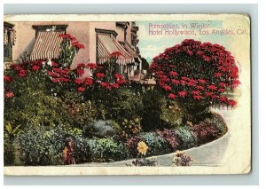 1907-15 Postcard Poinsettias In Winter Hotel Hollywood Los Angeles California