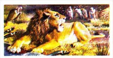 Brooke Bond Trade Card Asian Wildlife No 10 Indian Lion