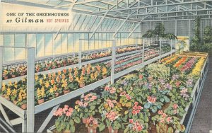 Postcard California Gilman Hot Springs Greenhouses interior Teich 23-9158