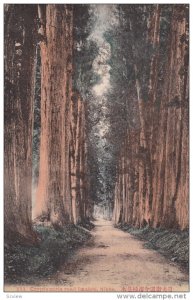 Lined-Up Trees, Cryptomeria Road Imaichi, NIKKO, JAPAN, 1900-1910s