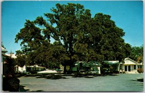 St. Augustine Florida FL, Palms Motor Inn Restaurant & Pancake House, Postcard