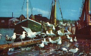 Vintage Postcard 1953 Sea Gulls on Fish Scraps at Gloucester Massachusetts MA