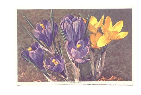 Spring Crocus #687 Swiss Flower Series,