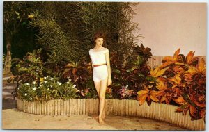 Postcard - Colorful Crotons, Flamingo Groves and Botanical Gardens - Florida