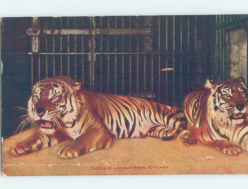 Divided-Back ZOO SCENE Chicago Illinois IL AG1981