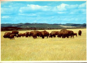 South Black Hills Buffalo Herd