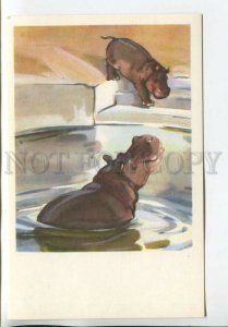 465236 USSR 1969 year Stroganova Alekseev Moscow Zoo hippos are swimming