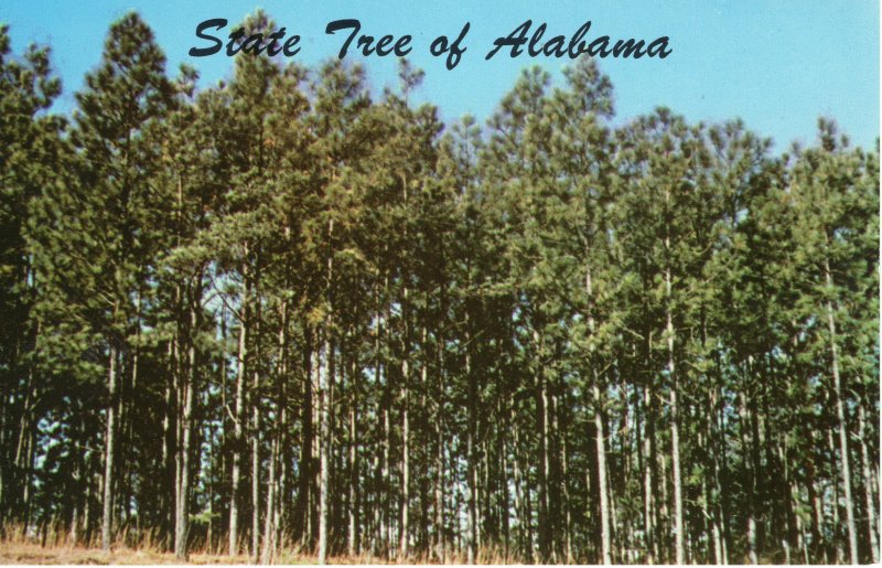US    PC5381  SOUTHERN PINE, STATE TREE OF ALABAMA