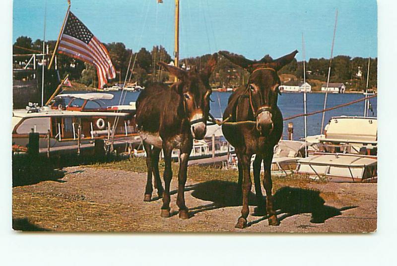 Postcard Mules Burros Going Sailing Cartoons Dock US Flag  # 3169A