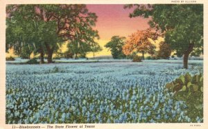 Vintage Postcard Bluebonnets Texas State Flower Bloom's in Spring Sightseeing