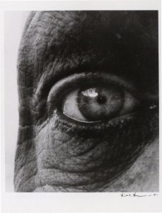 Jean Dubuffet's French Photographer Right Eye Bill Brandt Photo Postcard