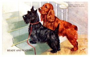 Dog ,  Scotch Terrier , Golden Cocker Spaniel