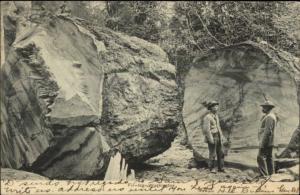 Lumber Logging Industry Washington Men & Giant Fir Logs c1910 Postcard
