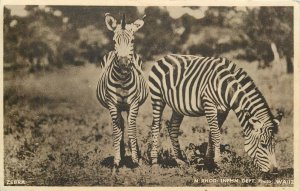 East Africa fauna zebra early postcard