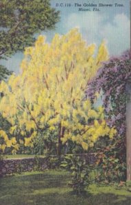 Florida Miami The Golden Shower Tree 1949 Curteich