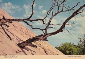 Buried Forest Michigan