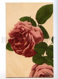 240252 Charming PINK ROSE Flowers GREETING Vintage postcard