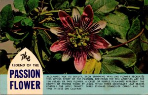 The Legend Of The Passion Flower