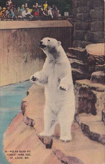 Polar Bear Pit Forest Park Zoo Saint Louis Missouri 1943