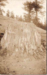 RPPC Petrified Wood Large Tree Stump Colorado Springs CO c1910 Postcard F22