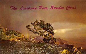 Lonesome Pine, Sandia Crest Albuquerque, New Mexico NM