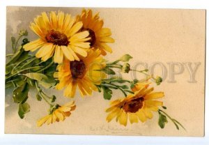 497571 Catherine KLEIN Yellow daisy Flowers Vintage postcard #212