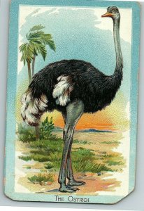 1907-15 Series Tuck Birds The Ostrich Postcard Raphael No 402  Educational 