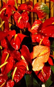 Hawaii Flowers Red Anthurium