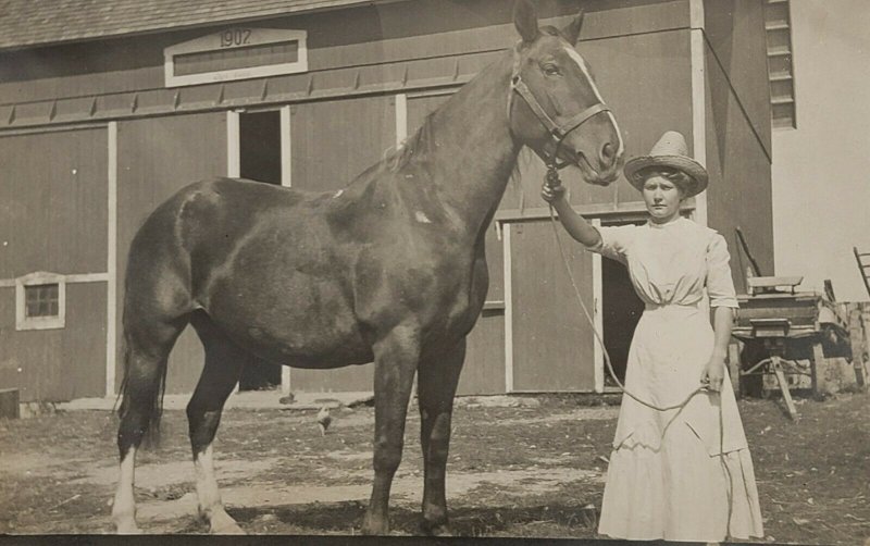 C.1904-1920. Woman In White Dress Handling Large Horse. Draft horse. Barn