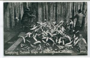 Fishing Emptying Salmon Traps Bellingham Washington 1910c postcard