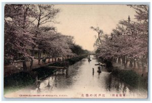 c1910 View of Cherr-Blossoms of Edogawa Tokyo Japan Antique Posted Postcard