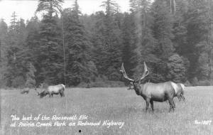 RPPC, CA California  LAST OF ROOSEVELT ELK~Redwood Hwy  HUMBOLDT CO   c1940's