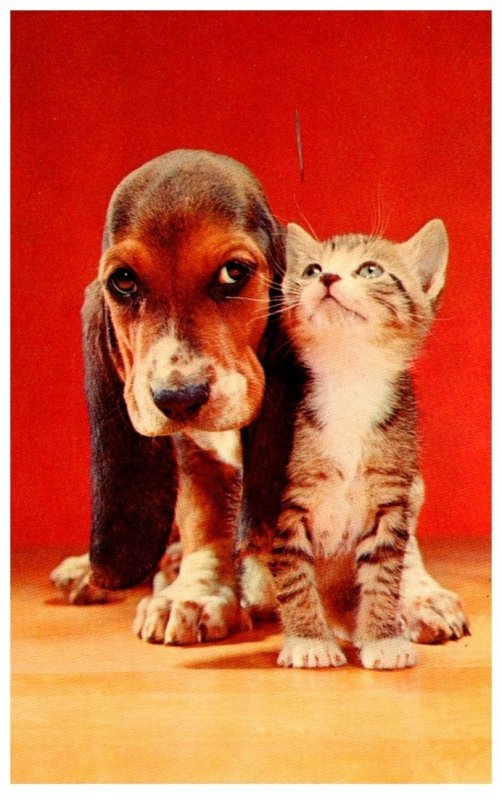 Cat  and Dog   Signed Alfred Mainzer