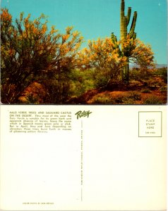 Palo Verde Trees and Saguard Cactus on the Desert (10903)