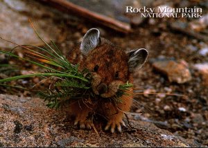 Pika Rocky Mountain National Park Colorado