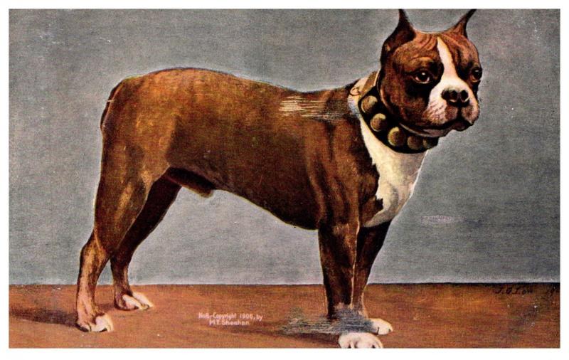 Dog English Bull Dog