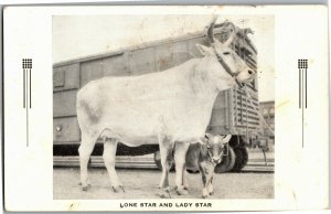 Prize Cattle, Lone Star and Lady Star TX Vintage Postcard J31