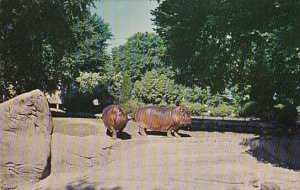 Hippopotamuses Zoological Park Detroit Michigan 1960