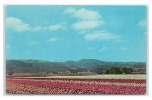 Postcard Beautiful Flower Fields near Lompoc CA Z3