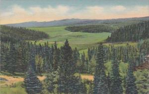 Wyoming Meadows and Wooded Hills At The Summit Of The Big Horn Mountains Curt...