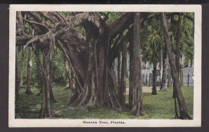 Florida - Banyan Tree ~ WB