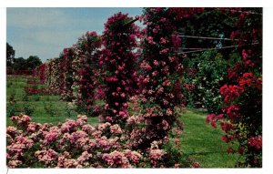 Rose Gardens in Roger Williams Park, Providence, Rhode Island