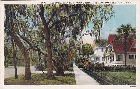 Florida Daytona Beach Magnolia Avenue Showing Witch Tree